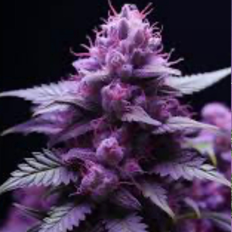 native haze cannabis co. mendon ny marijuana dispensary